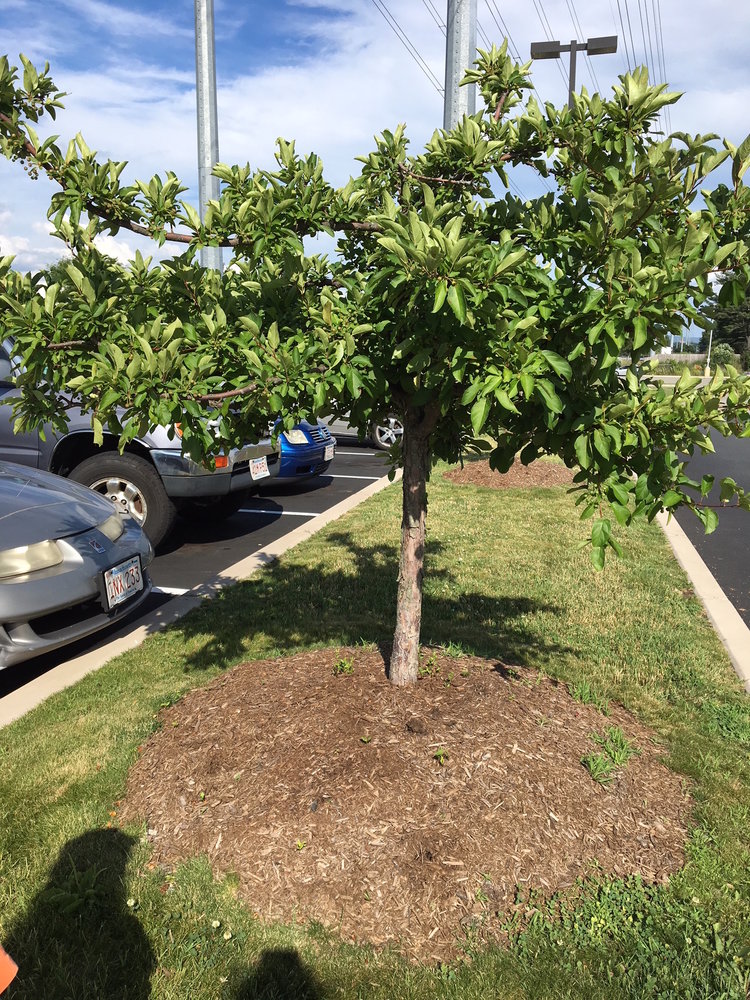 The Chicopee crabapple we previously dug out of the volcano mulch. Looks much better now (taken 2018), despite new volcano mulch added this spring.