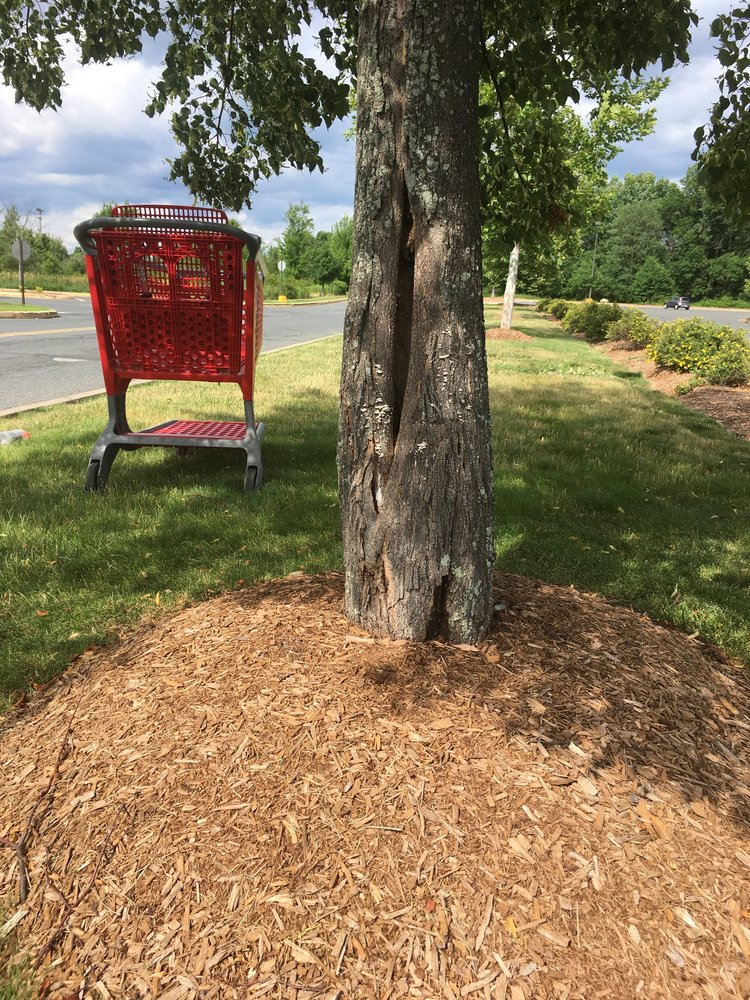 Close up of trunk buried in mulch; Hampshire Mall parking lot, Hadley