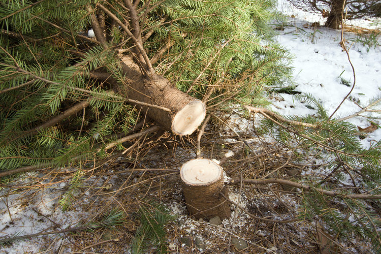 Cut Christmas Tree