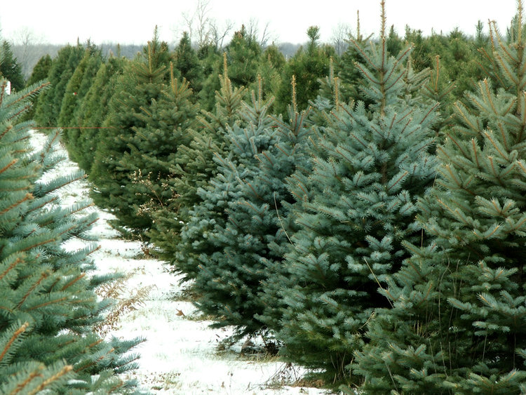 Christmas Trees