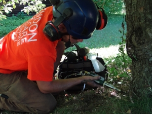 Lyndon Tree Care injecting crabapple trunk in Amherst, MA to treat against gypsy moths