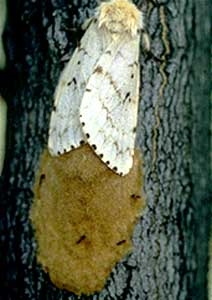 Female gypsy moth producing an egg mass