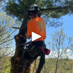 Video Thumbnail of Worker in Tree