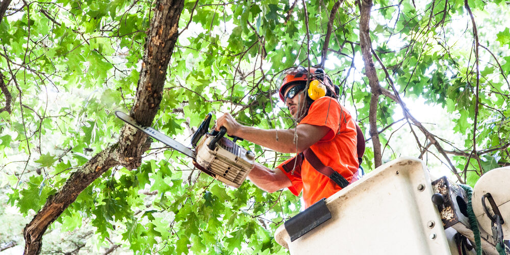 TREE CARE & REMOVAL