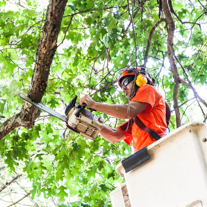 TREE CARE & REMOVAL